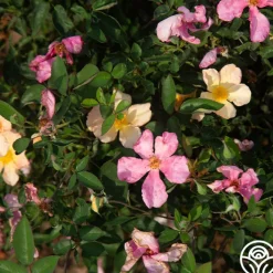Mutabilis><noscript><img width=