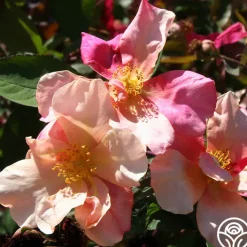 Mutabilis><noscript><img width=