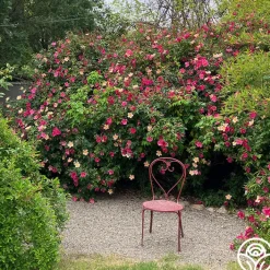 Mutabilis><noscript><img width=
