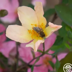 Mutabilis><noscript><img width=