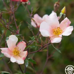 Mutabilis><noscript><img width=