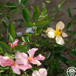 Mutabilis><noscript><img width=