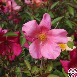 Mutabilis><noscript><img width=