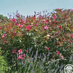 Mutabilis><noscript><img width=