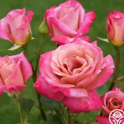 Muzi-Lucia>Heirloom Roses Clearance