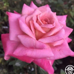 Muzi-Lucia>Heirloom Roses Clearance