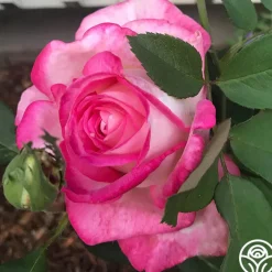 My Caroline™>Heirloom Roses Discount