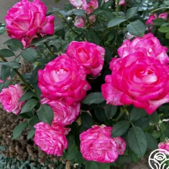 My Caroline™><noscript><img width=