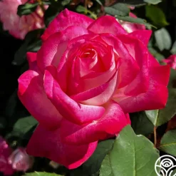 My Caroline™><noscript><img width=