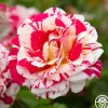 Neil Diamond>Heirloom Roses Discount