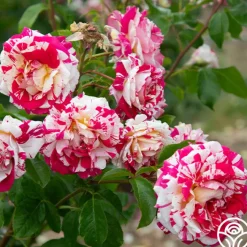 Neil Diamond>Heirloom Roses Discount