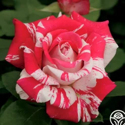 Neil Diamond><noscript><img width=