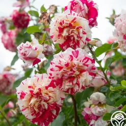 Neil Diamond><noscript><img width=