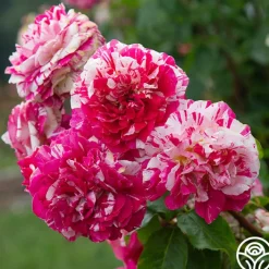 Neil Diamond><noscript><img width=