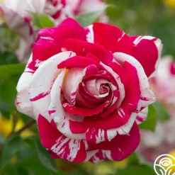 Neil Diamond><noscript><img width=