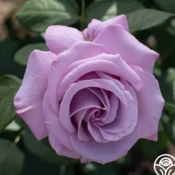 Neptune™>Heirloom Roses Sale