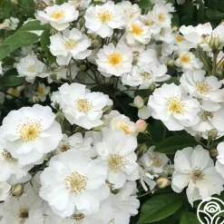 Never Forget Rose®><noscript><img width=
