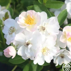 Never Forget Rose®><noscript><img width=