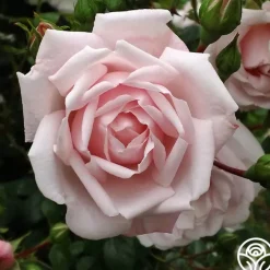 New Dawn™>Heirloom Roses