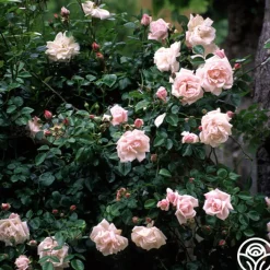 New Dawn™><noscript><img width=