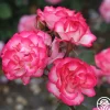 Nicole®>Heirloom Roses New