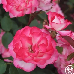 Nicole®><noscript><img width=