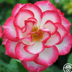 Nicole®><noscript><img width=