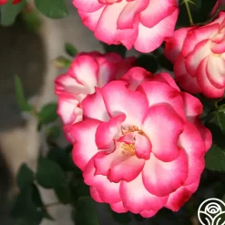 Nicole®><noscript><img width=