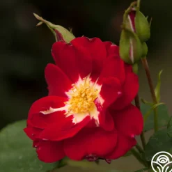 Night Song>Heirloom Roses Hot