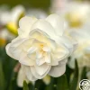 Obdam>Heirloom Roses Best