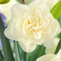 Obdam>Heirloom Roses Best