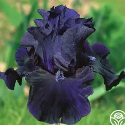 Obsidian>Heirloom Roses Outlet