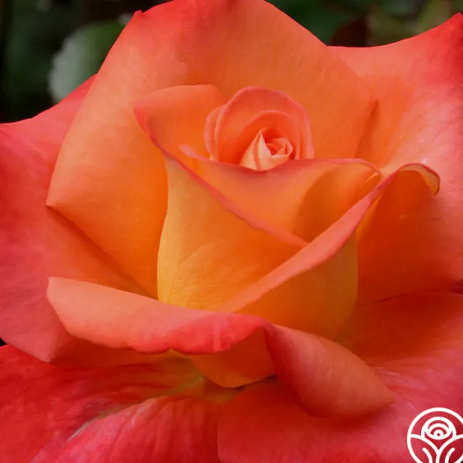 Octoberfest™>Heirloom Roses New