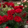 Oh My!™>Heirloom Roses Hot