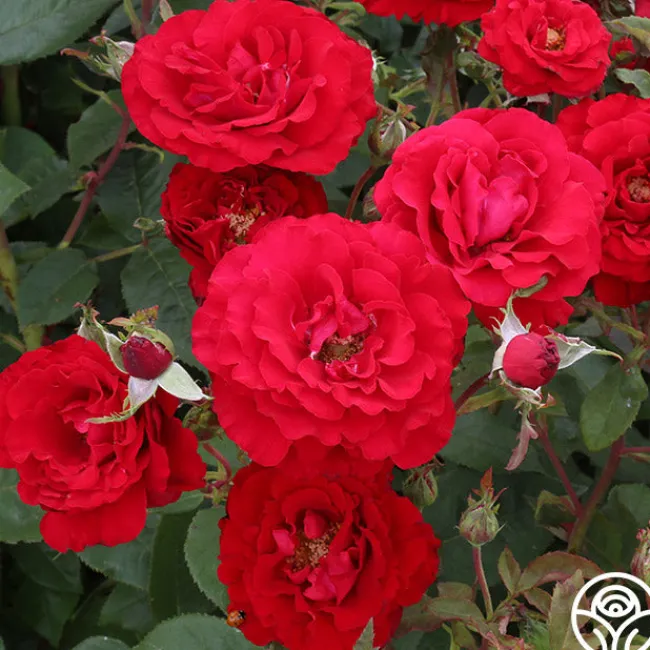 Oh My!™>Heirloom Roses Hot