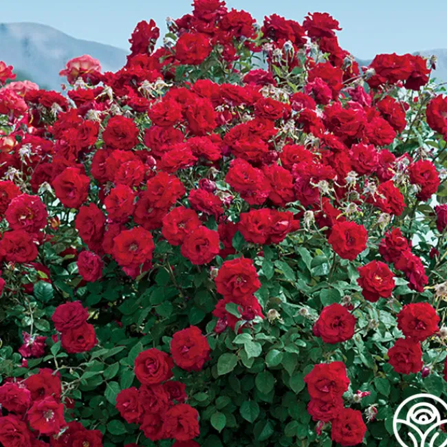 Oh My!™>Heirloom Roses Hot