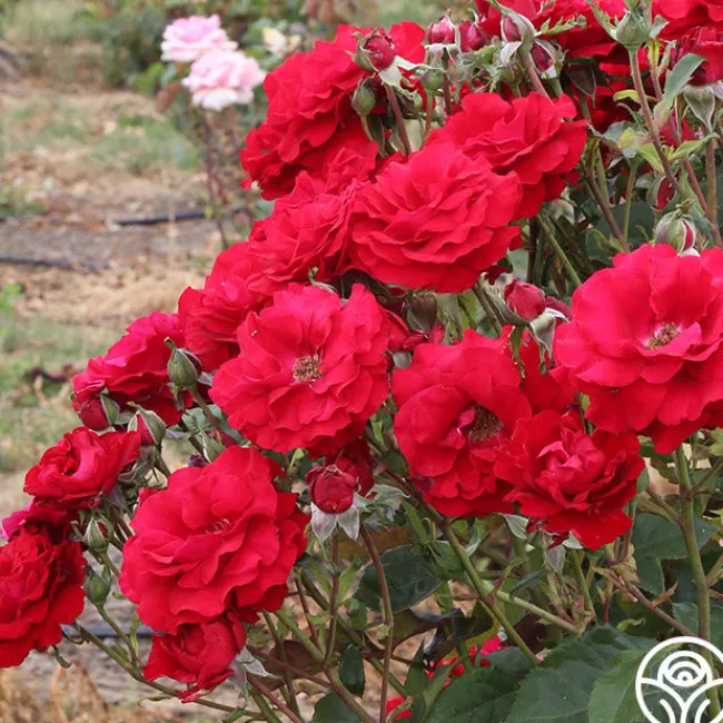 Oh My!™>Heirloom Roses Hot