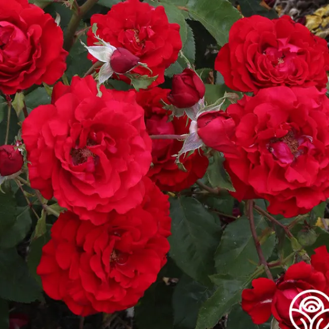 Oh My!™>Heirloom Roses Hot