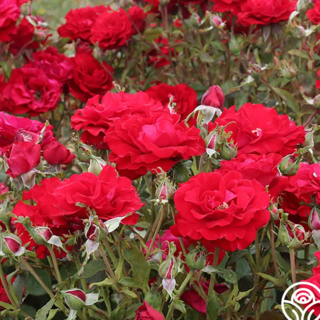 Oh My!™>Heirloom Roses Hot