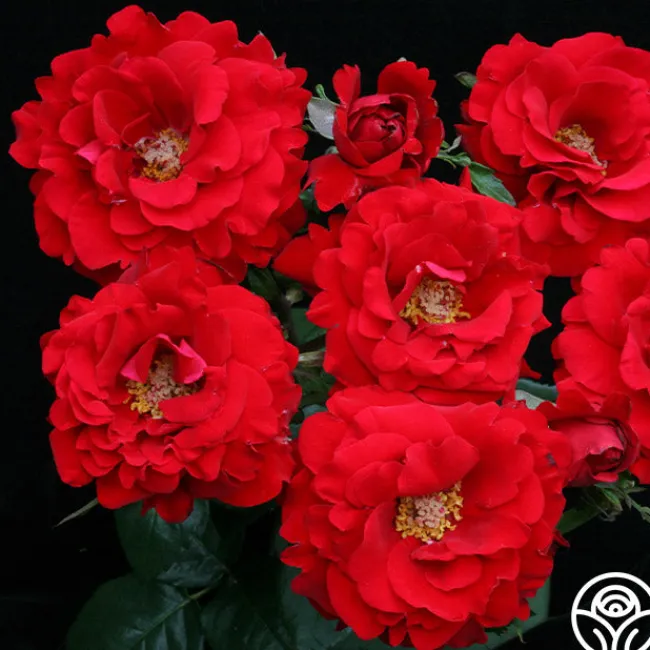 Oh My!™>Heirloom Roses Hot