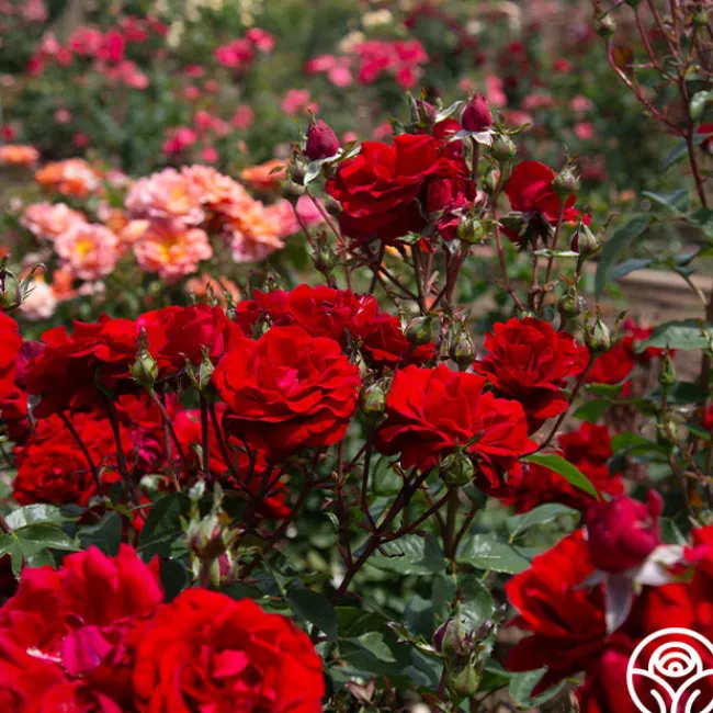 Oh My!™>Heirloom Roses Hot