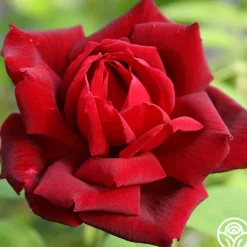 Oklahoma><noscript><img width=