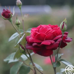 Oklahoma><noscript><img width=