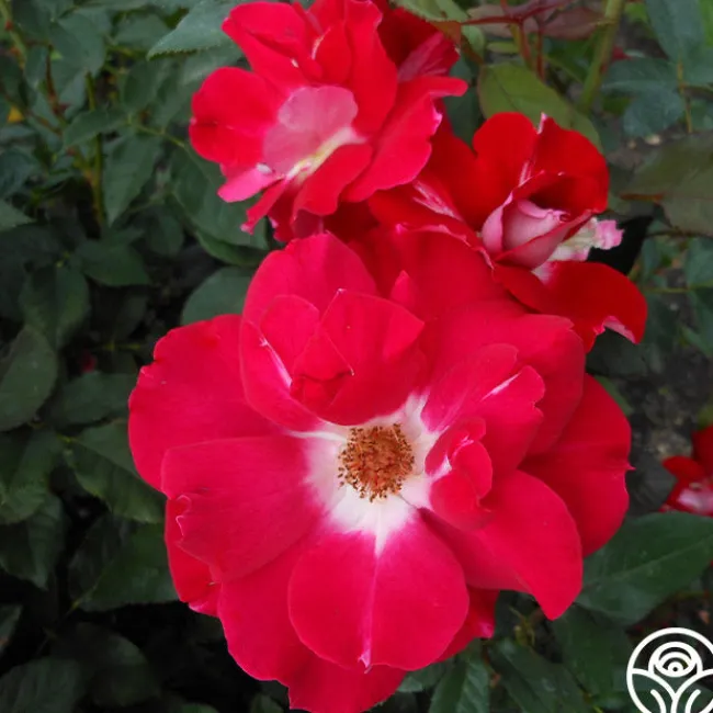 Old Master>Heirloom Roses Online