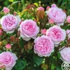 Olivia Rose Austin>Heirloom Roses Discount