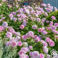 Olivia Rose Austin>Heirloom Roses Discount