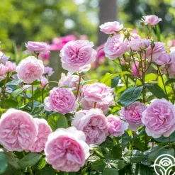 Olivia Rose Austin><noscript><img width=