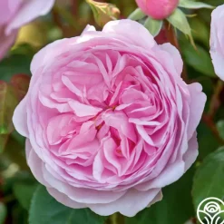 Olivia Rose Austin><noscript><img width=