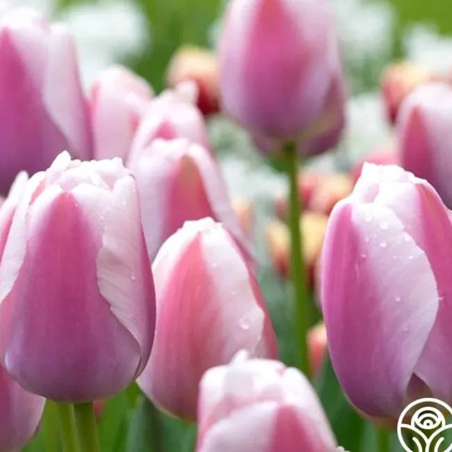 Ollioules>Heirloom Roses Online