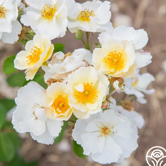 Omi Oswald>Heirloom Roses
